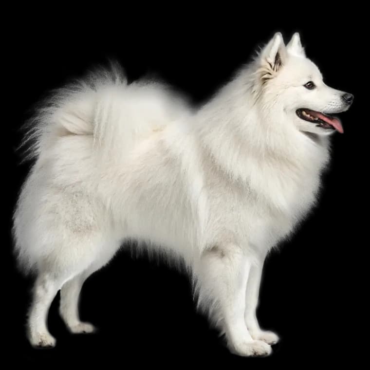 American Eskimo Dog photo 2