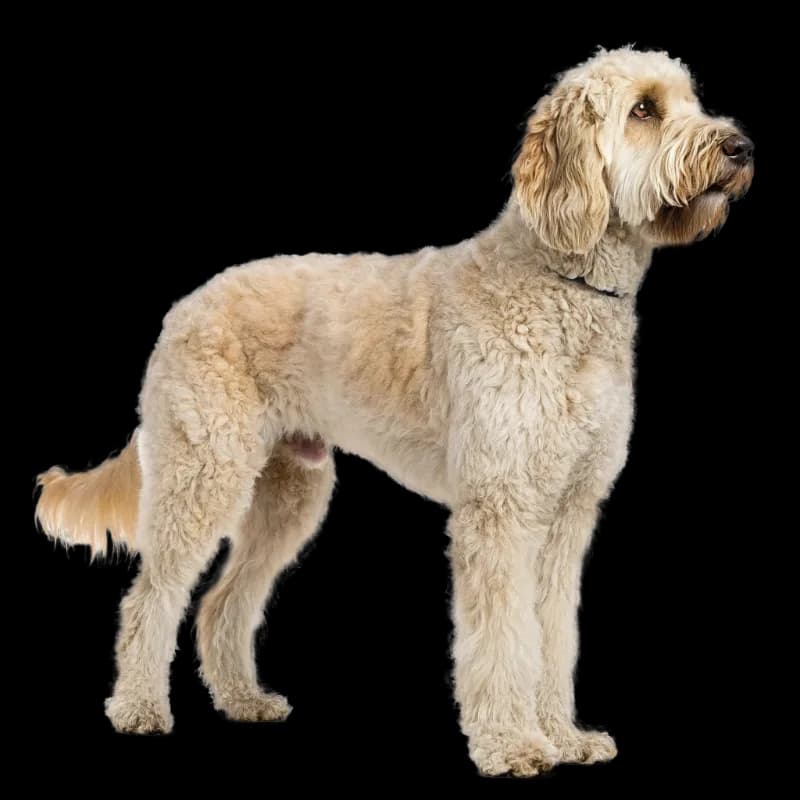 Australian Labradoodle photo 2