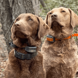 Red Dog Kennel Chesapeake Bay Retrievers