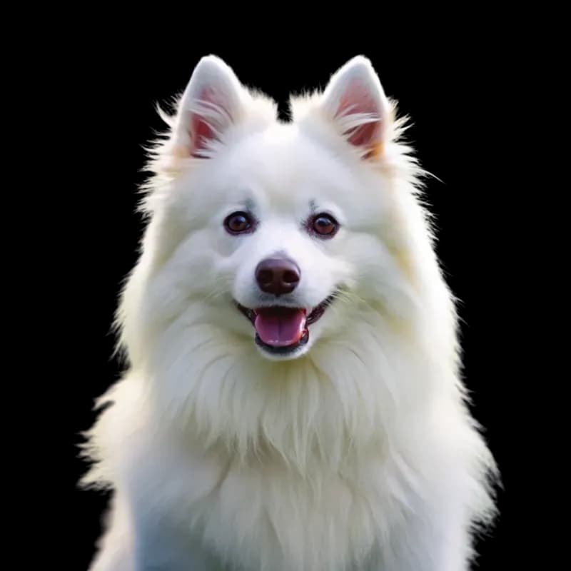 American Eskimo Dog photo 1
