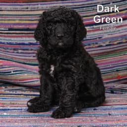 Dark Green - F1B Female Goldendoodle