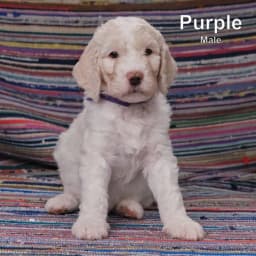 Purple - F1B Male Goldendoodle