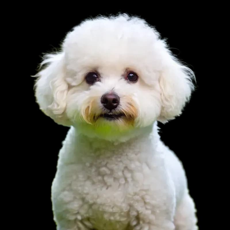 Bichon Frise photo 1