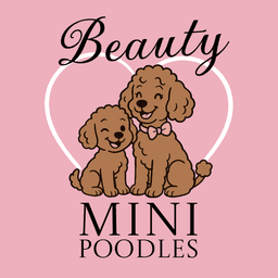 Beauty Mini Poodles