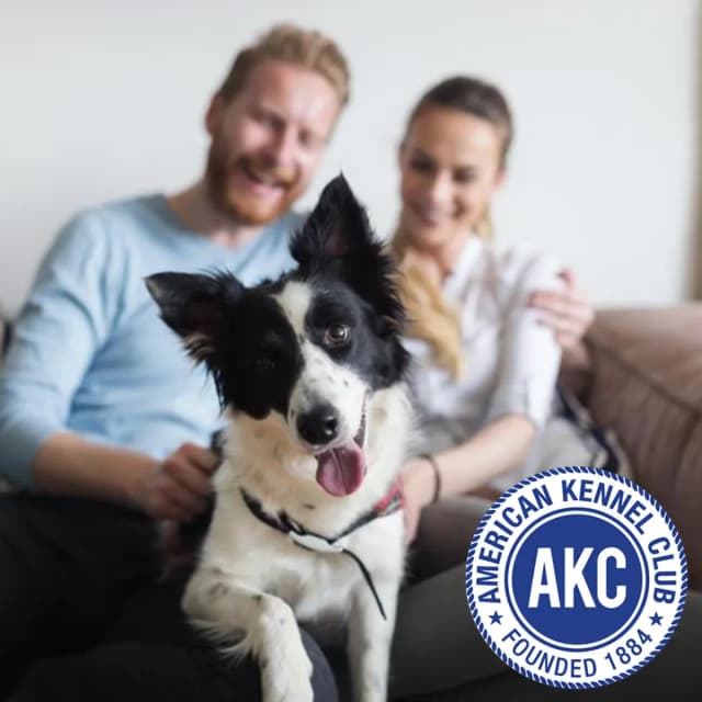 Should You Get a Dog? Pros and Cons of Dog Ownership