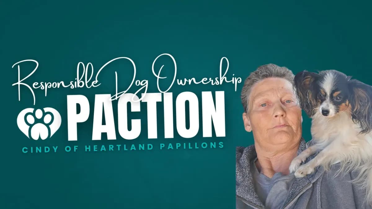 Cindy of Heartland Papillons