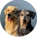 golden retriever and a mixed breed sitting side by side