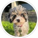 Cavapoo dog outside on the grass