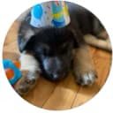 german shepherd puppy wearing a birthday party hat