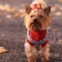 A picture of a cute yorkshire terrier (a yorkie) in a red sweater with a red hair bow.