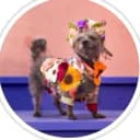 cairn terrier dressed up in flowery attire