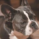 A photo of a cute french bulldog.