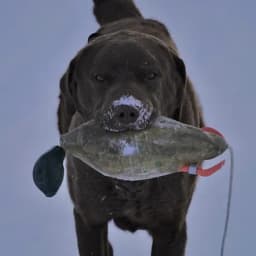 Bentley K.'s profile photo