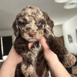 Dilani E.'s profile photo