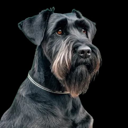 Giant Schnauzer photo 1