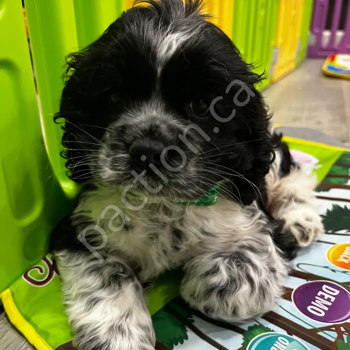 Winston ~Ebony & Stormie