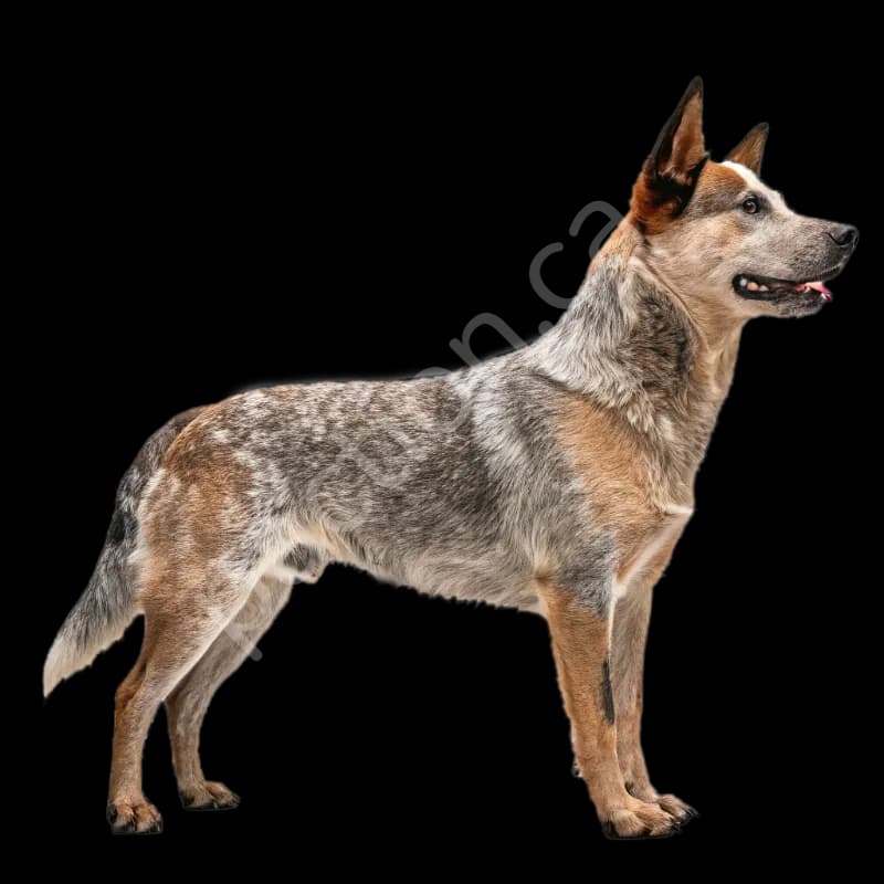 Australian Cattle Dog photo 3