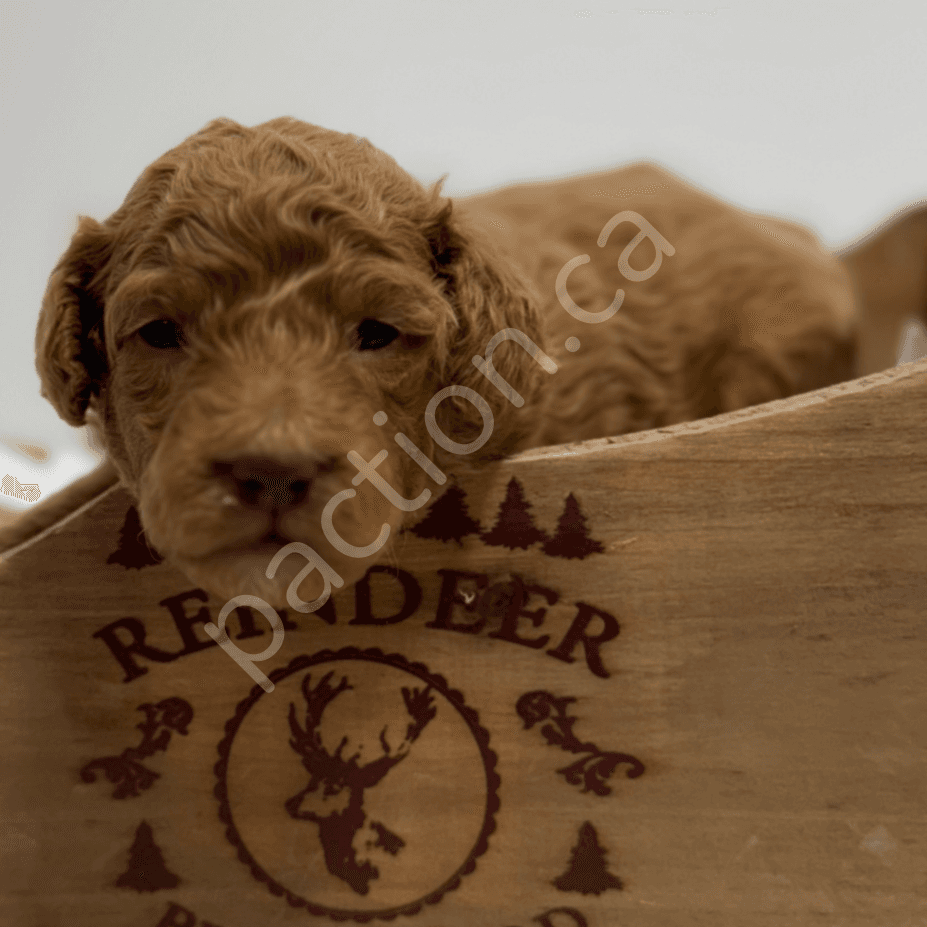 Pixie green collar male