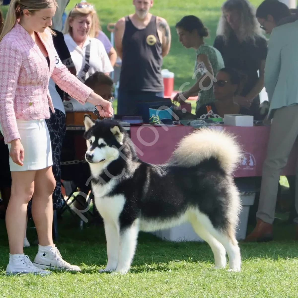CKC Registered Alaskan Malamute Puppies