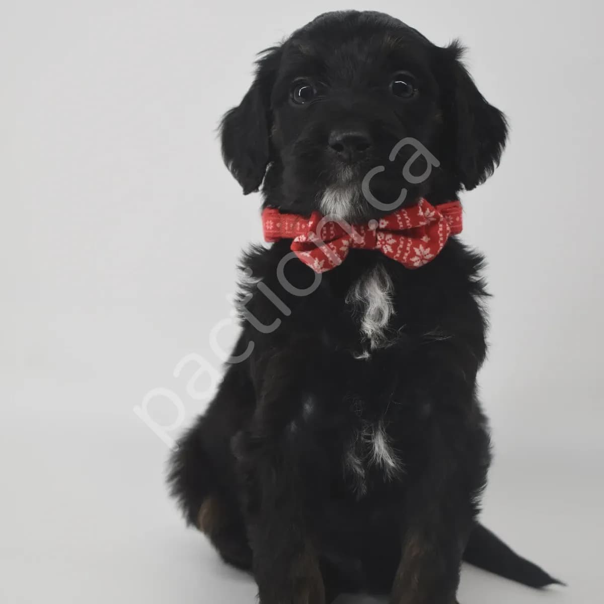 Buck the Golden Mountain Doodle