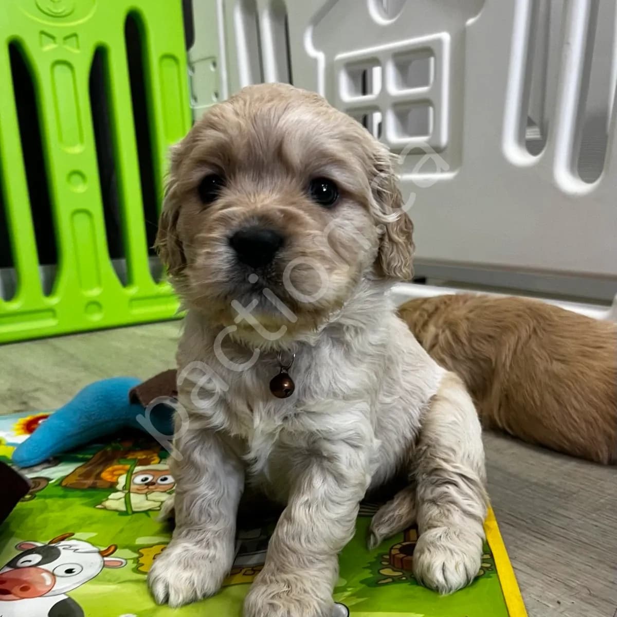 Brady (Oakley & Rocko)