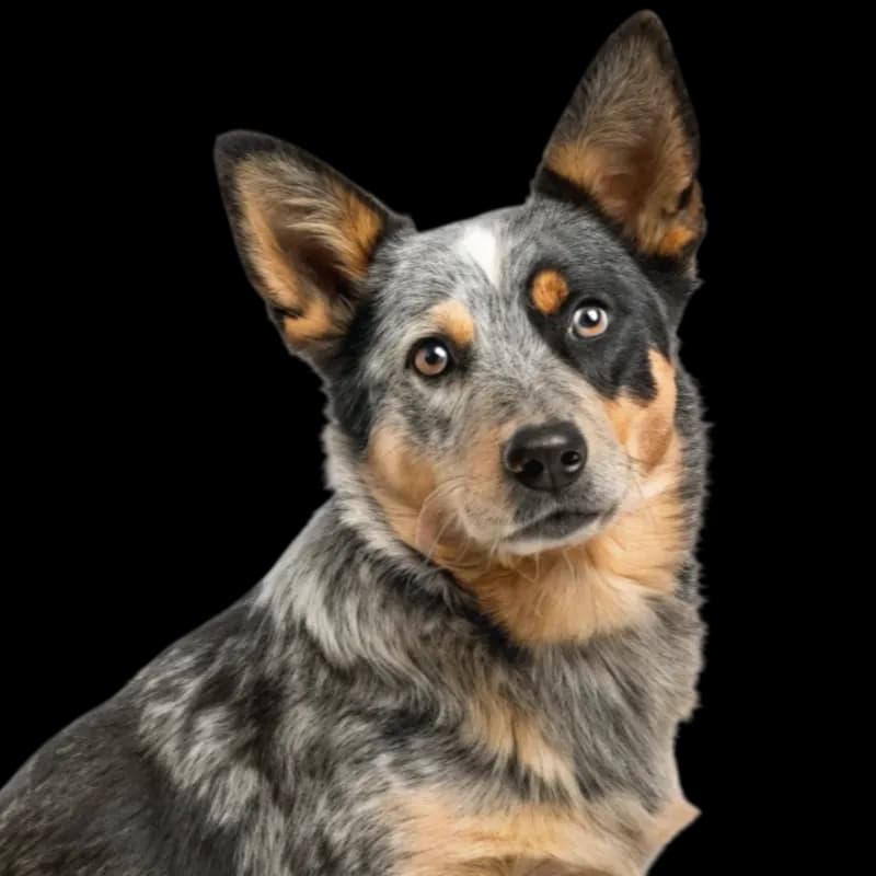 Cowboy Corgi photo 1