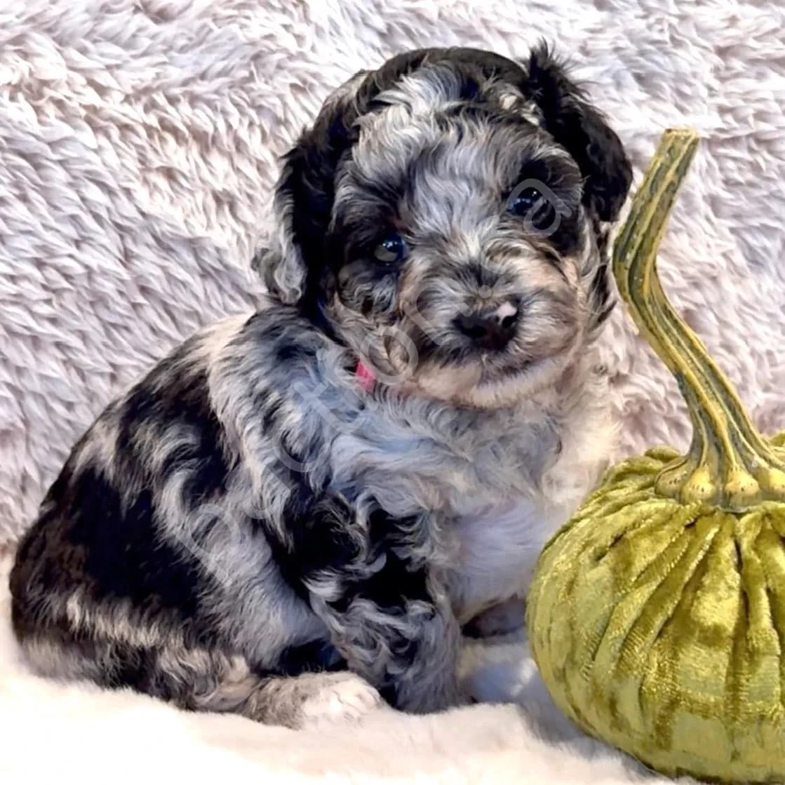 OPAL: Blue Merle - Tri Female