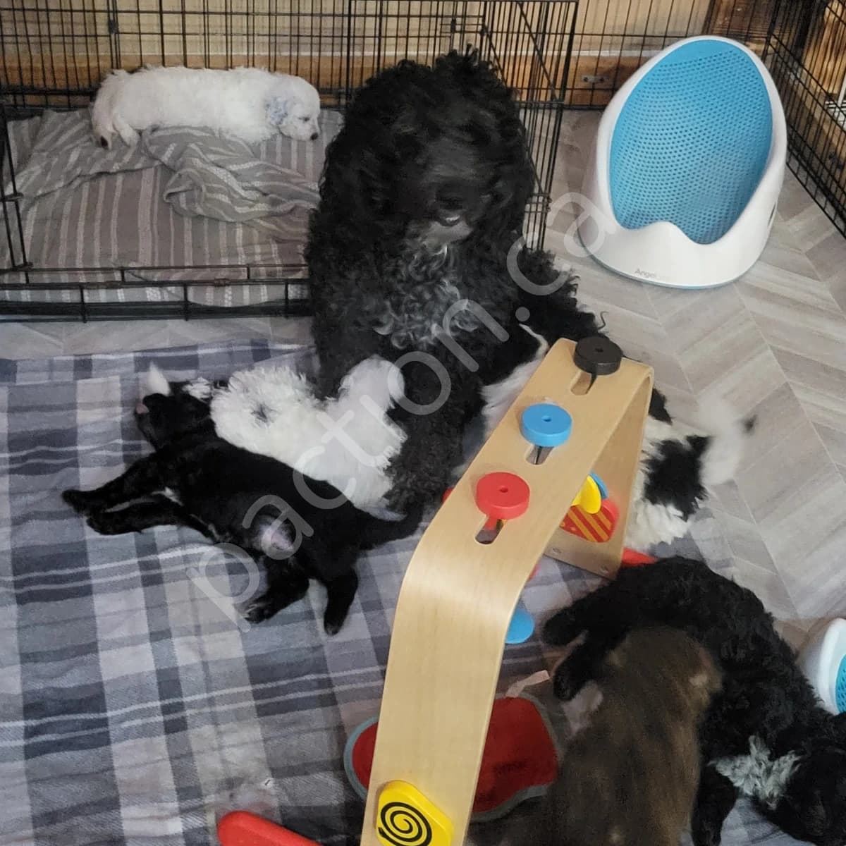 Portuguese Water dog Puppies