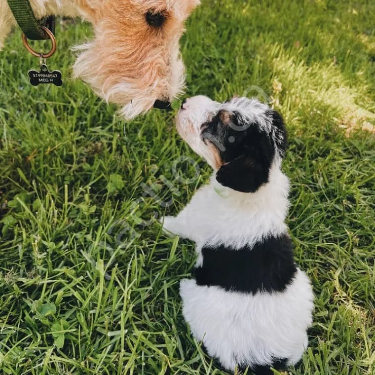 Wirehaired Fox Terrier   Elli