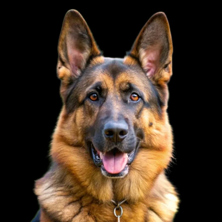 German Shepherd photo 1