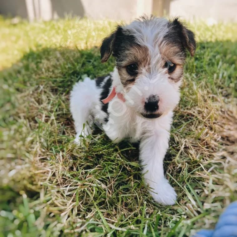Wirehaired Fox Terrier Nala
