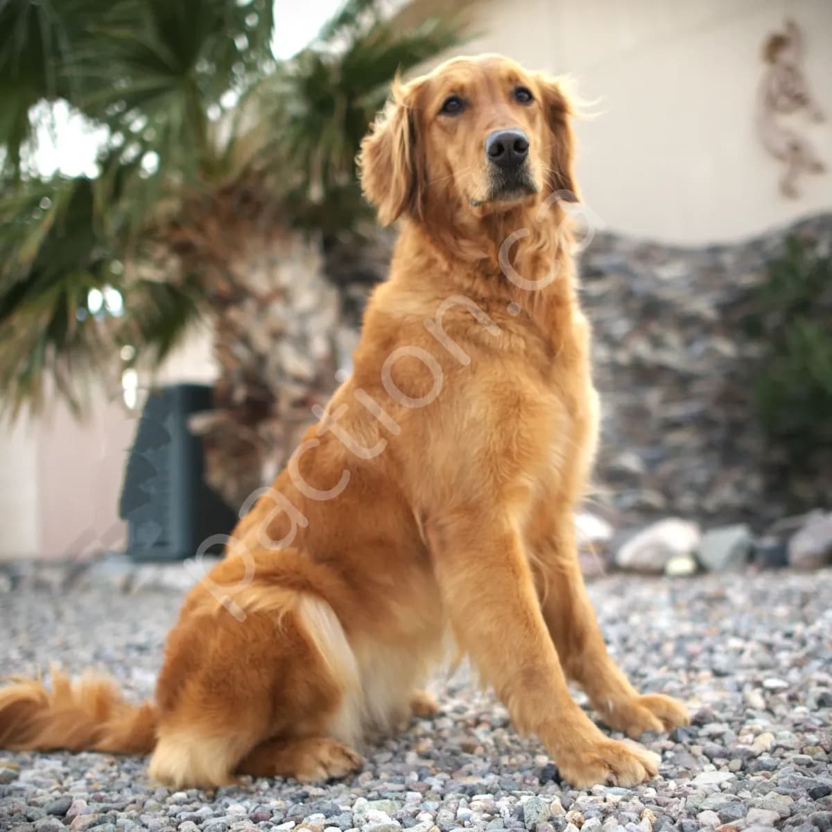 Golden Retriever Puppies Feb 2026