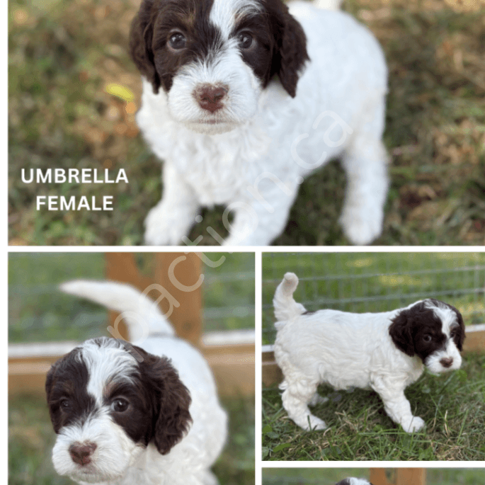 Mini F1 Springerdoodles