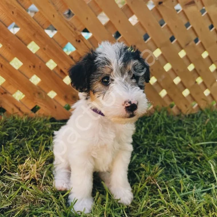 Wirehaired Fox Terrier   Maggie 
