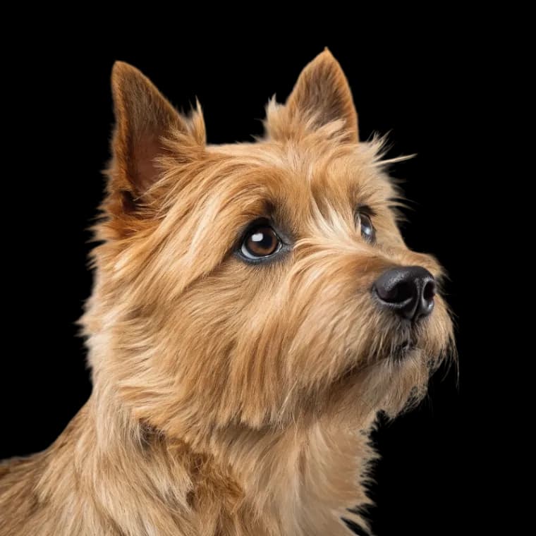 Norwich Terrier photo 1