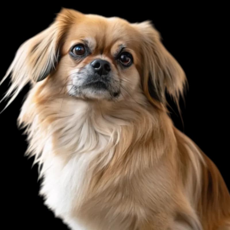 Tibetan Spaniel photo 1
