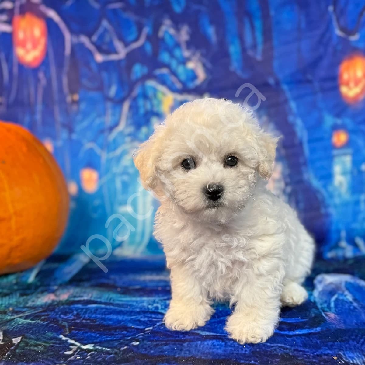 Lively Girl Looking for Adventure!