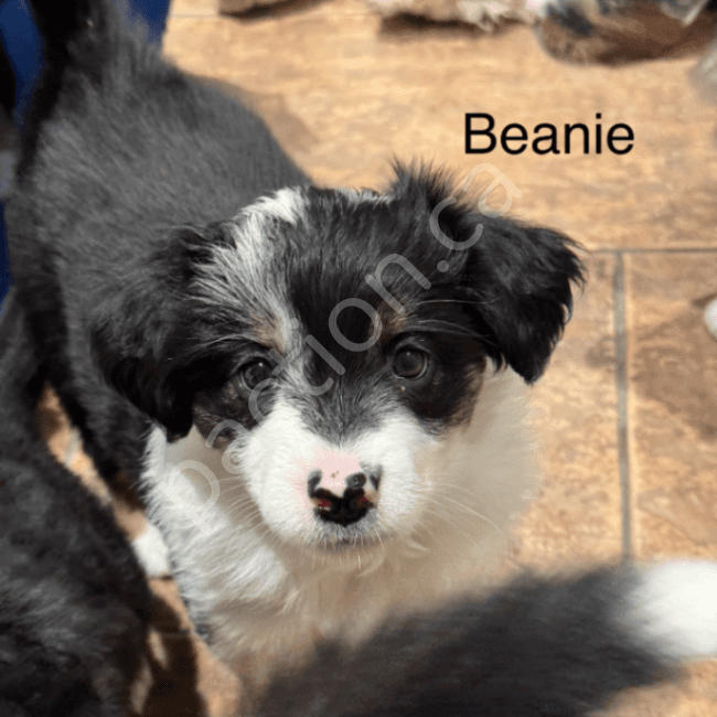 Beanie, 8 weeks of age