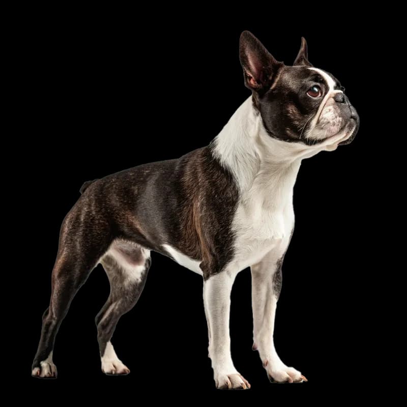 Boston Terrier photo 2