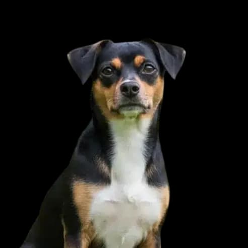 Boglen Terrier photo 1