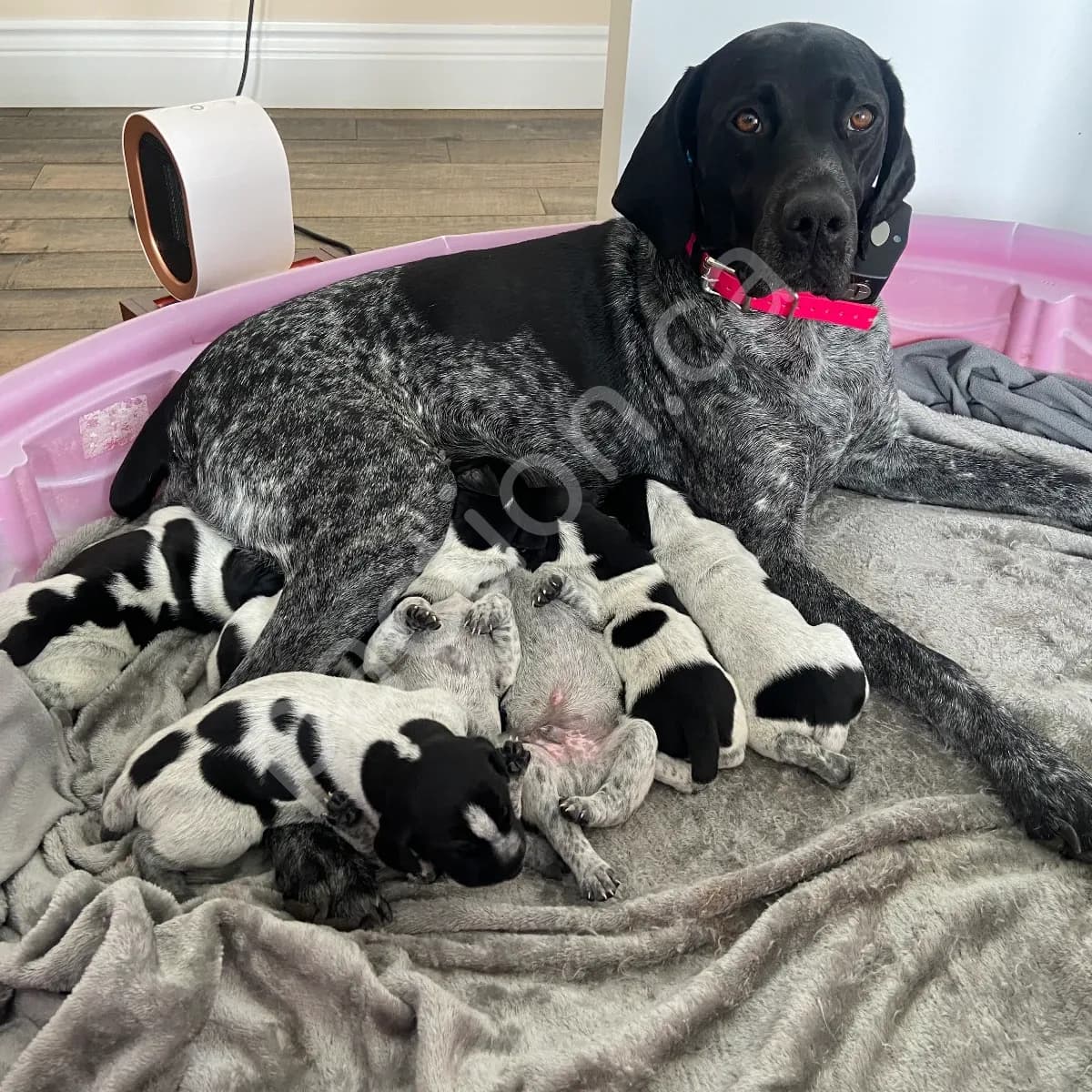 Arley and Dexter Second Litter