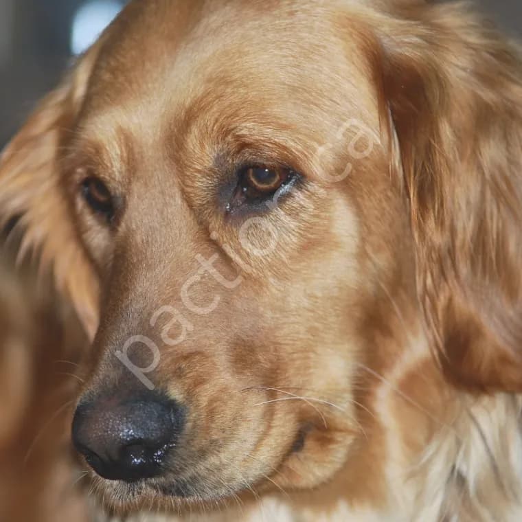 Golden Retriever Puppies - CKC Registered Purebred