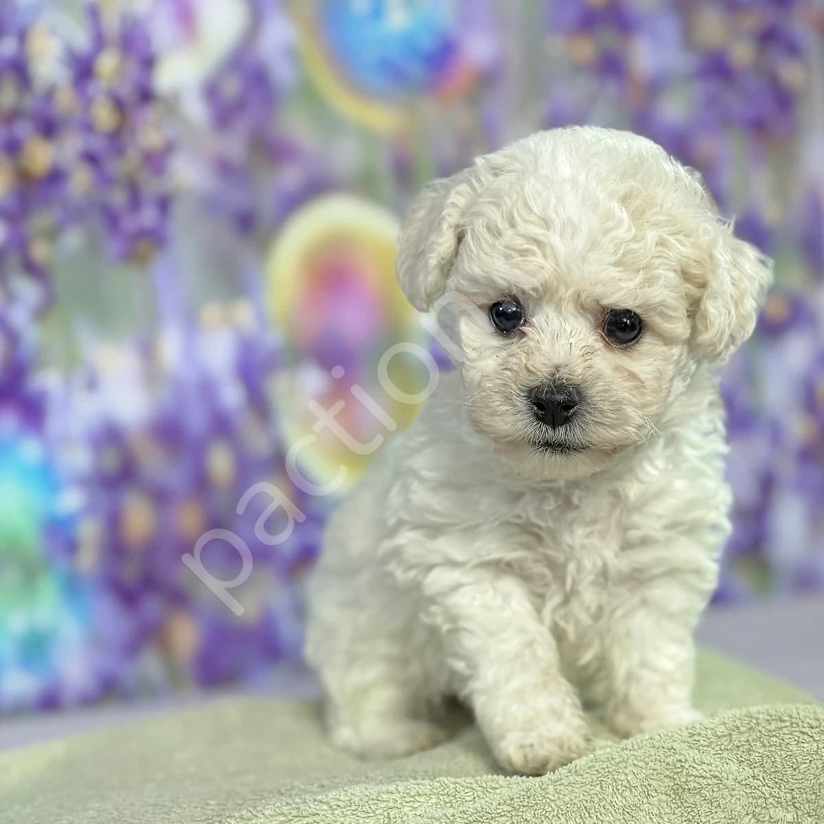 "Avocado" Boy -- CKC Bichon Frise European Bloodlines