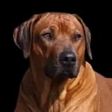 Rhodesian Ridgeback photo 1