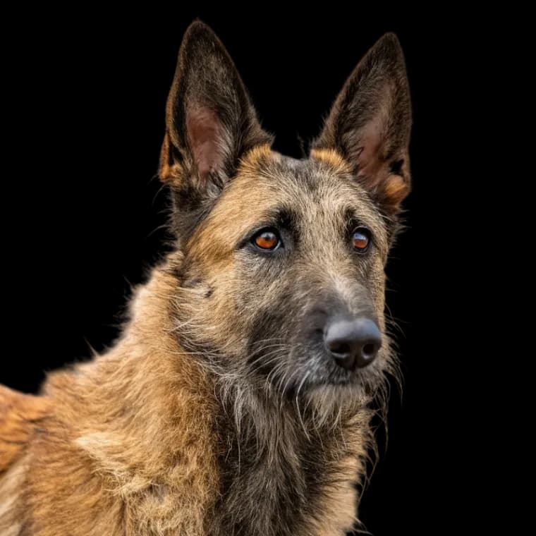 A headshot photo of a Belgian Laekenois dog