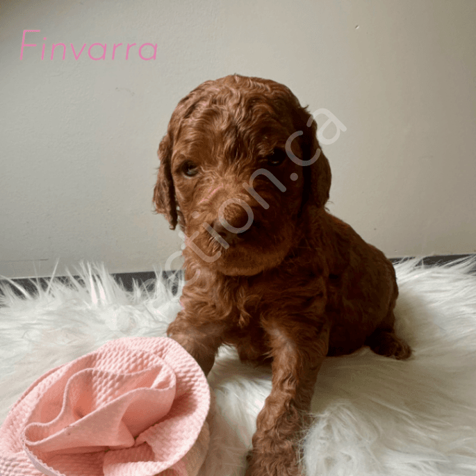 Irishdoodle Finvarra