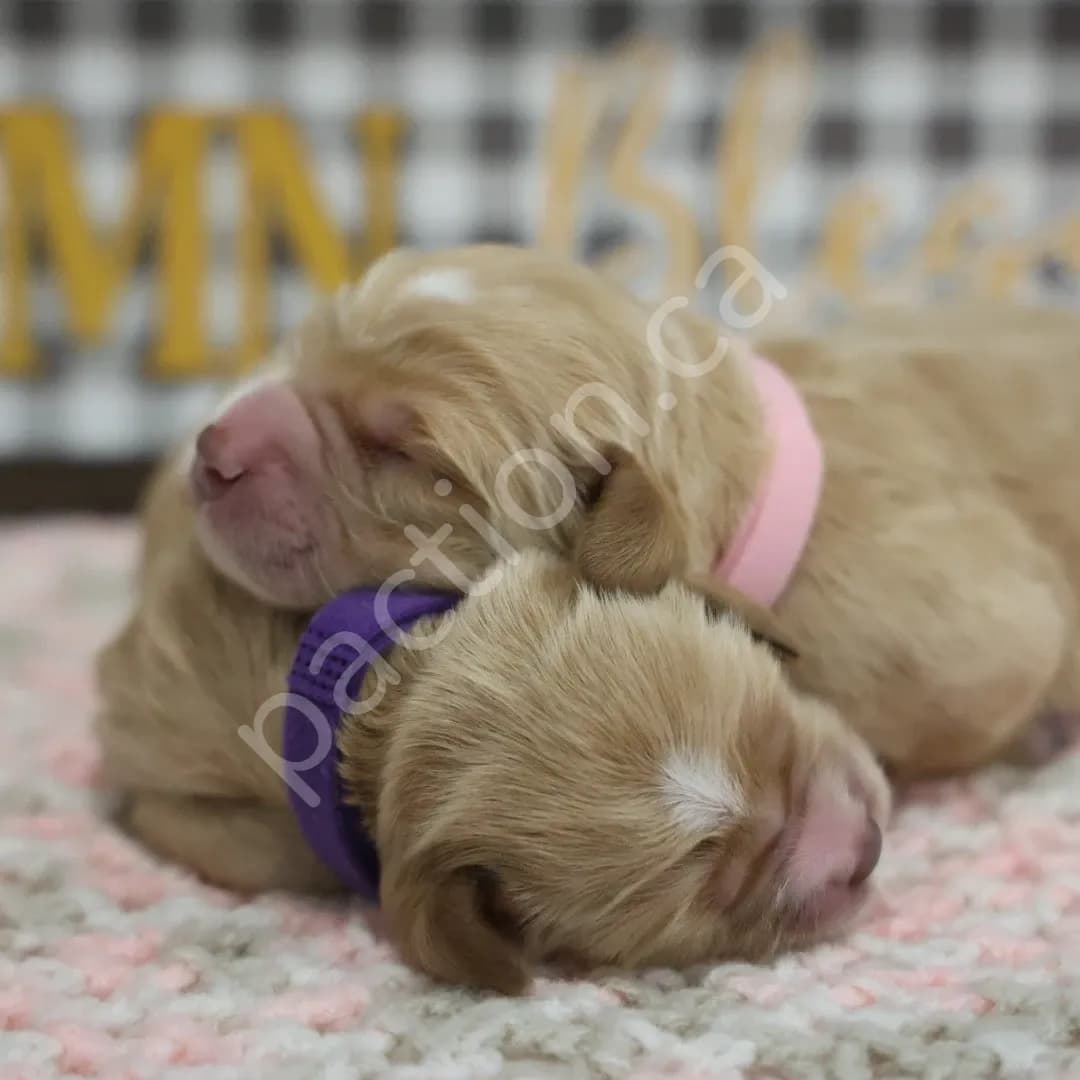2 Golden Cocker Retriever Female Puppies