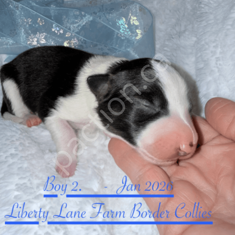 Puppy Border Collie Registered 