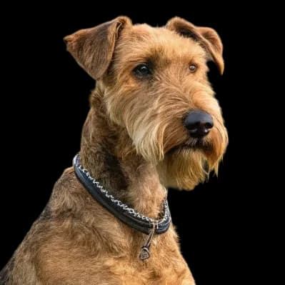 A headshot of an Airedale Terrier looking ahead at the camera