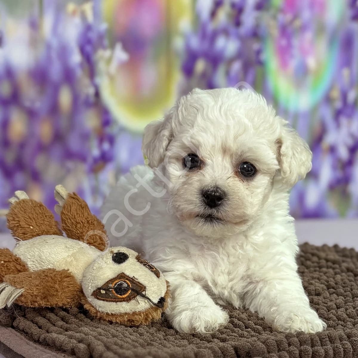 "Cocoa" Boy -- CKC Bichon Frise  European bloodlines